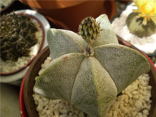 astrophytum